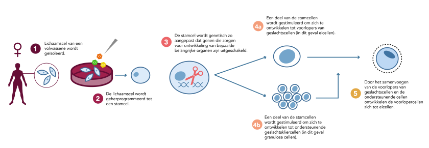 Schematische weergave kunstmatige geslachtscelontwikkeling voor vrouwen