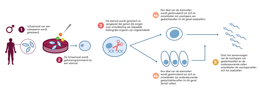 Schematische weergave kunstmatige geslachtscelontwikkeling voor mannen