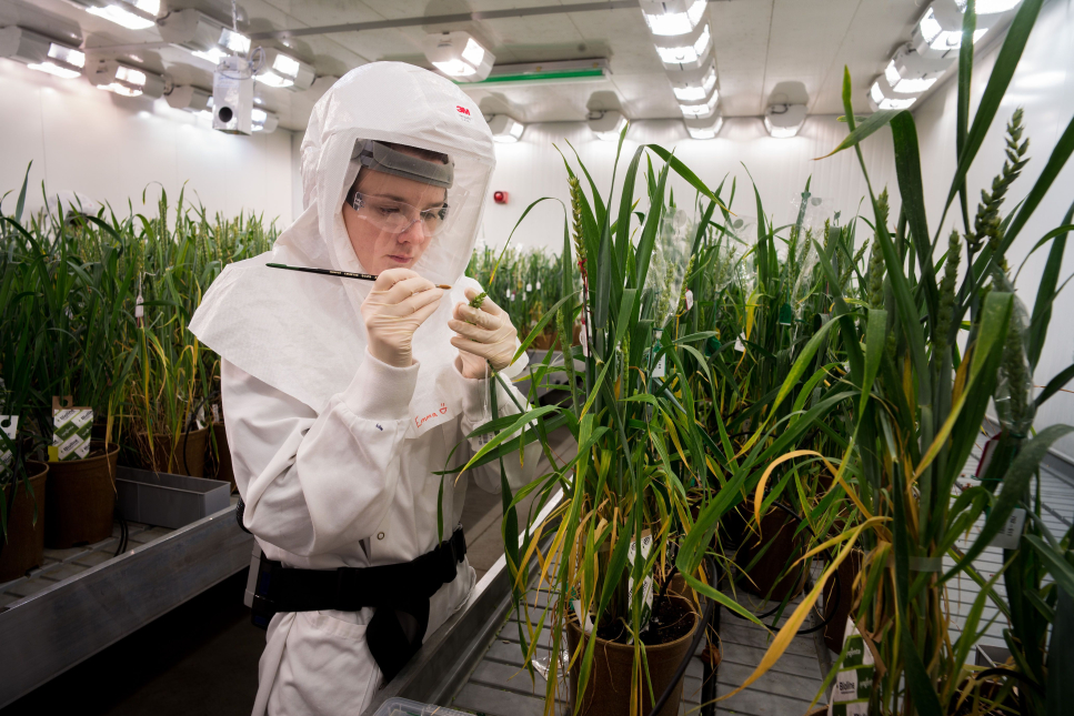 Genome editing bij planten en gewassen