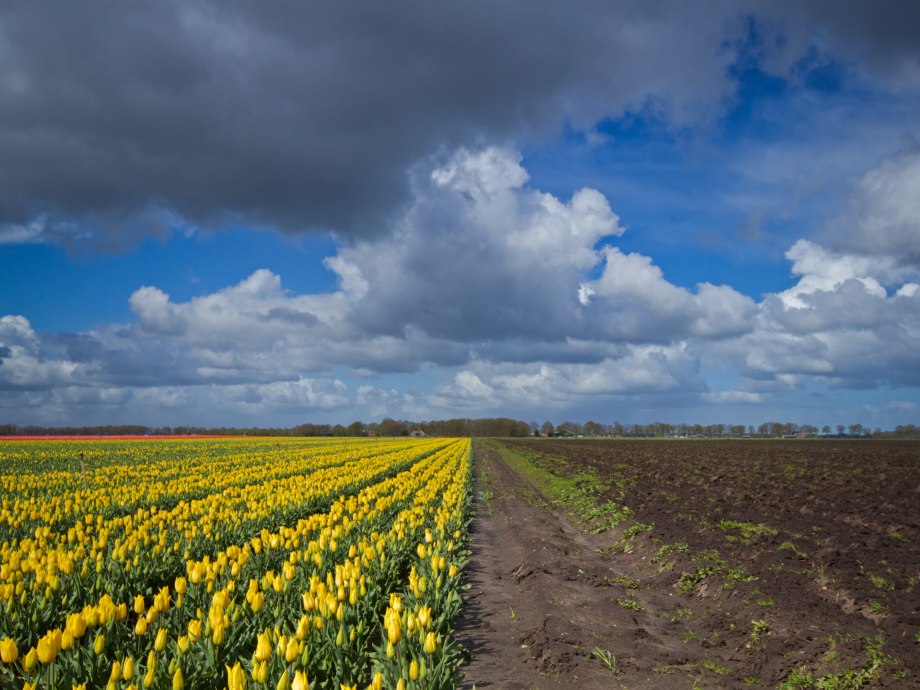 veld bloemen droogte