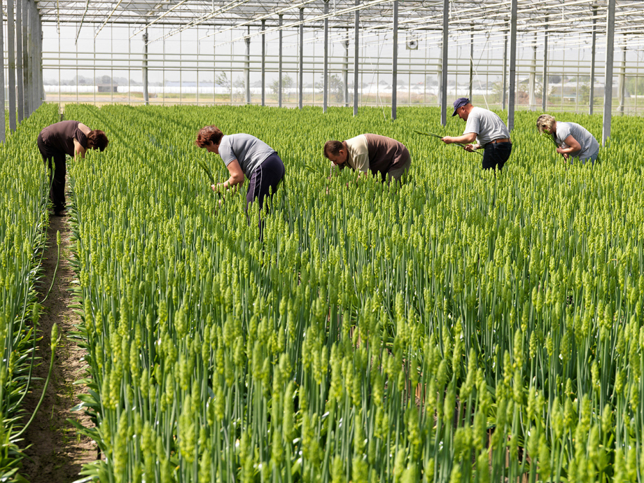Maatschappelijke inbedding van innovatie