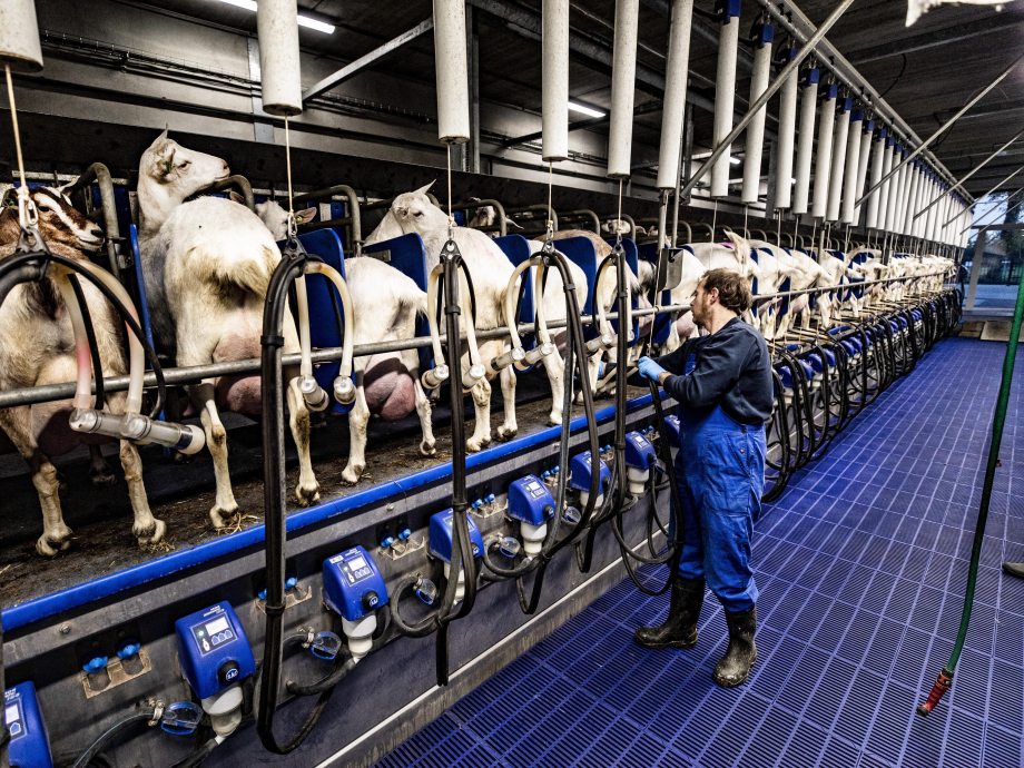 Technologie in veehouderij