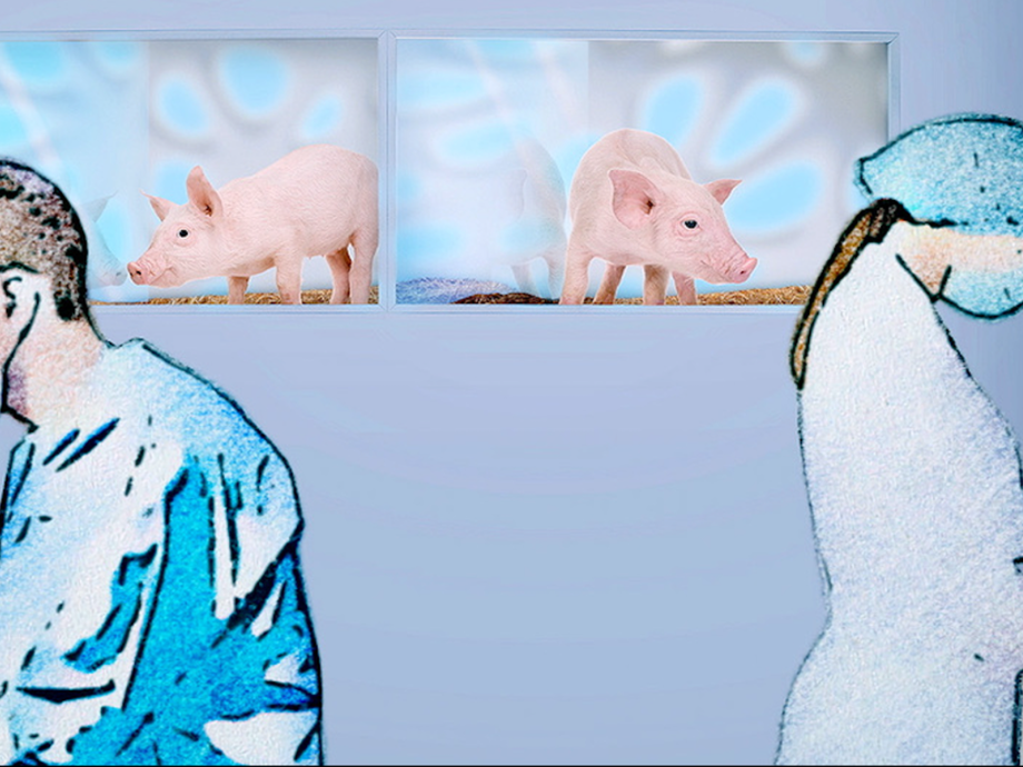 Animatie - varkentjes in lab