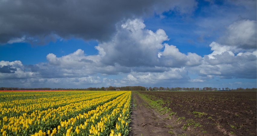 veld bloemen droogte