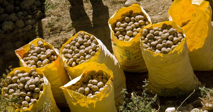 Zakken met aardappelen