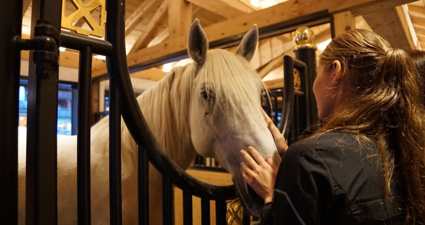 Paard stal fokkerij