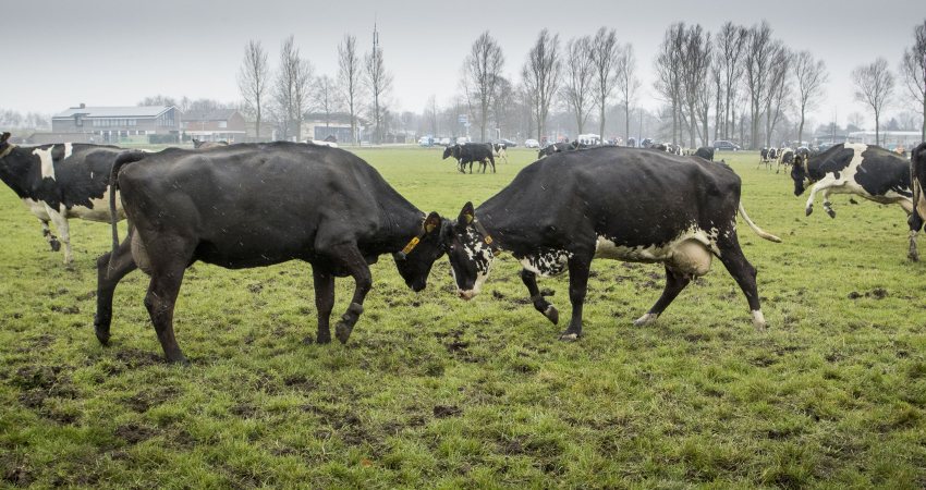 Fokken met dieren, voor wie doen we dat? Koeien in de weide