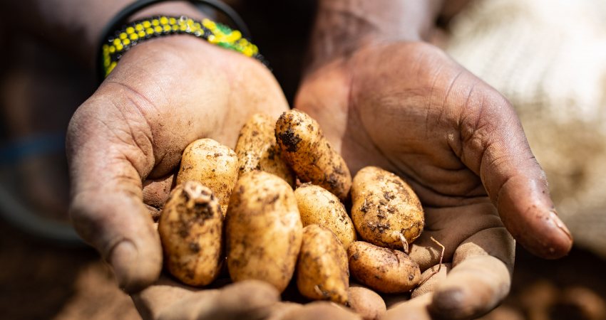 Gaat de hybride aardappel Afrika voeden?