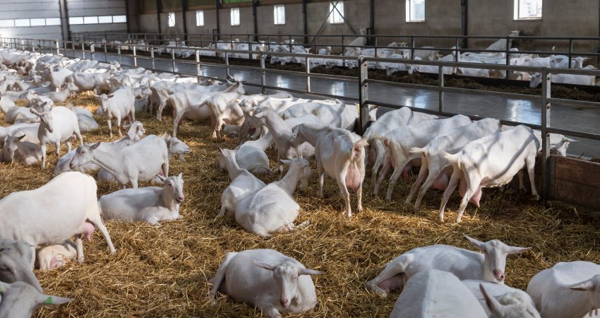 Melkgeiten in een Nederlandse stal