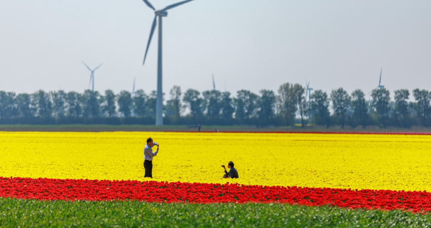 Mensen in een tulpenveld met windmolens op de achtergrond