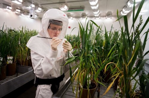 Genome editing bij planten en gewassen