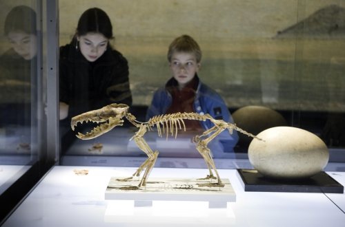 Naturalis, bezoekers bekijken een vondst van Darwin