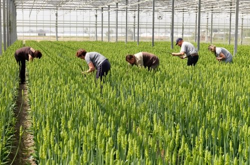Maatschappelijke inbedding van innovatie