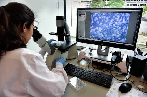 Organoidenonderzoek in laboratorium