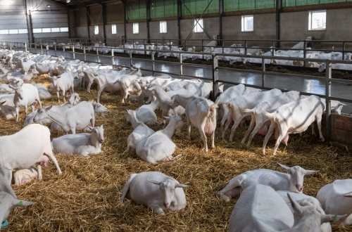 Melkgeiten in een Nederlandse stal