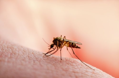 Een malariamug op de huid