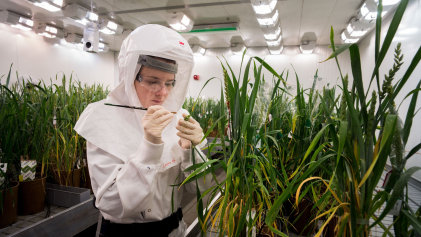 Genome editing bij planten en gewassen