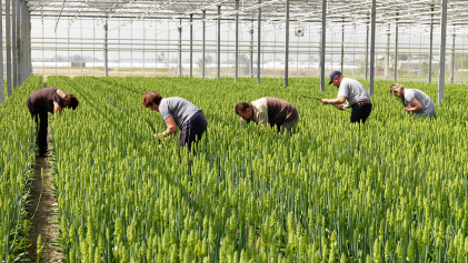 Maatschappelijke inbedding van innovatie