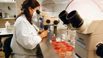 Embryo's in lab
