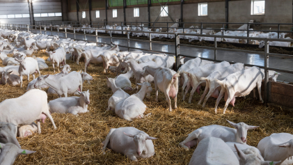 Melkgeiten in een Nederlandse stal