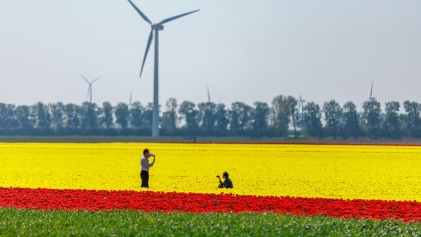 Mensen in een tulpenveld met windmolens op de achtergrond