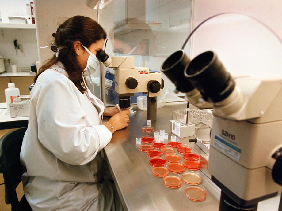 Embryo's in lab