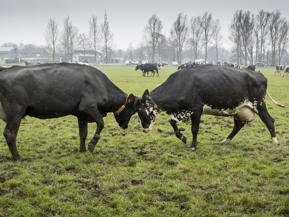 Fokken met dieren, voor wie doen we dat? Koeien in de weide