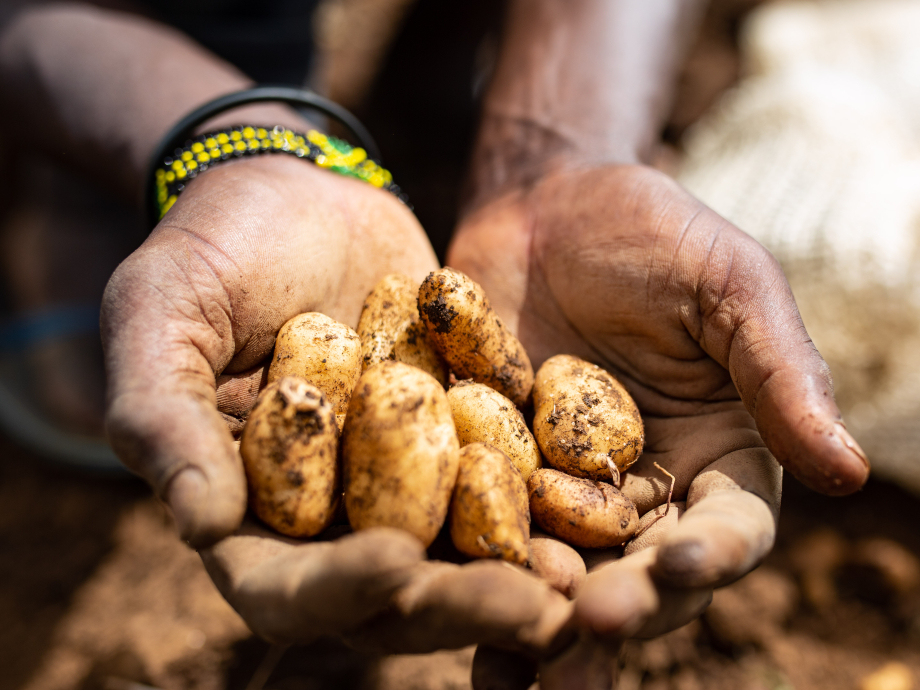 Gaat de hybride aardappel Afrika voeden? 