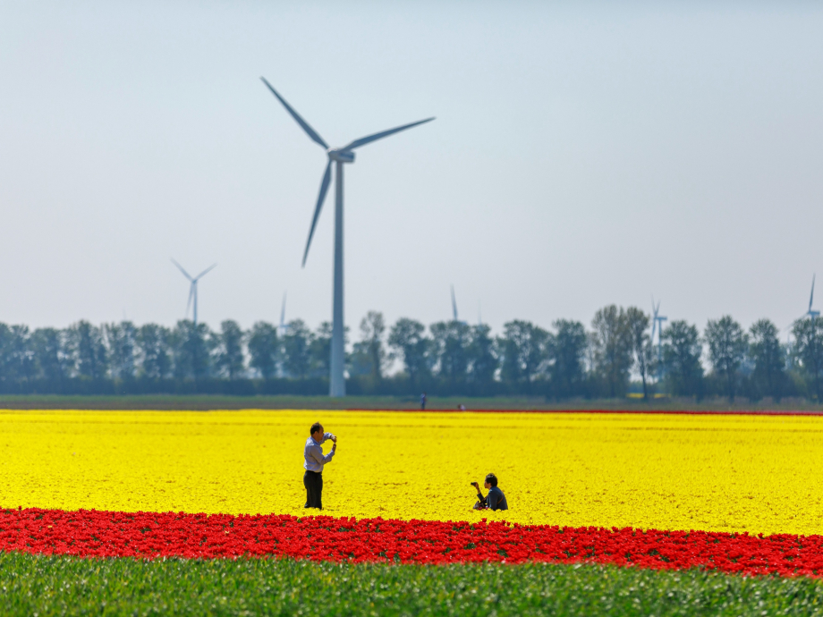 Mensen in een tulpenveld met windmolens op de achtergrond